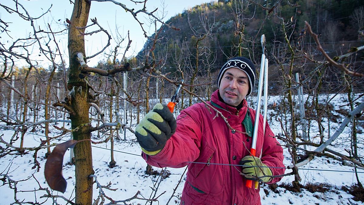 Gli alberi vengono potati in inverno
