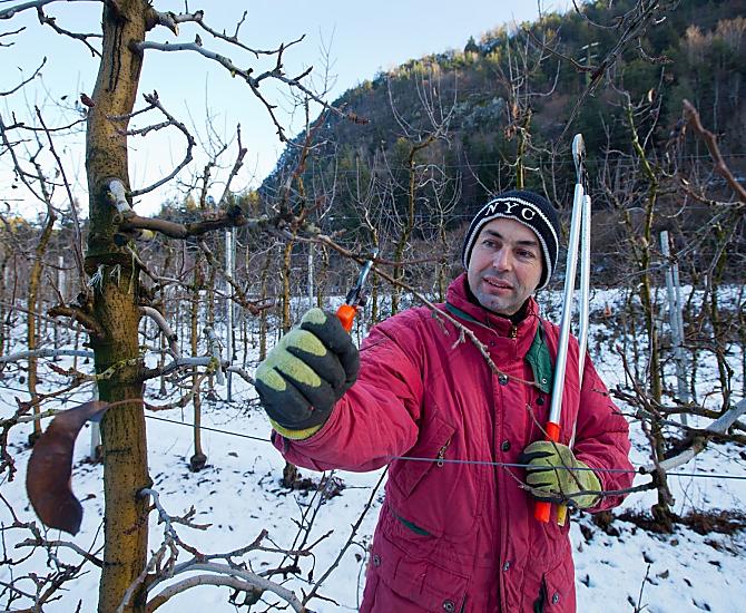 Gli alberi vengono potati in inverno
