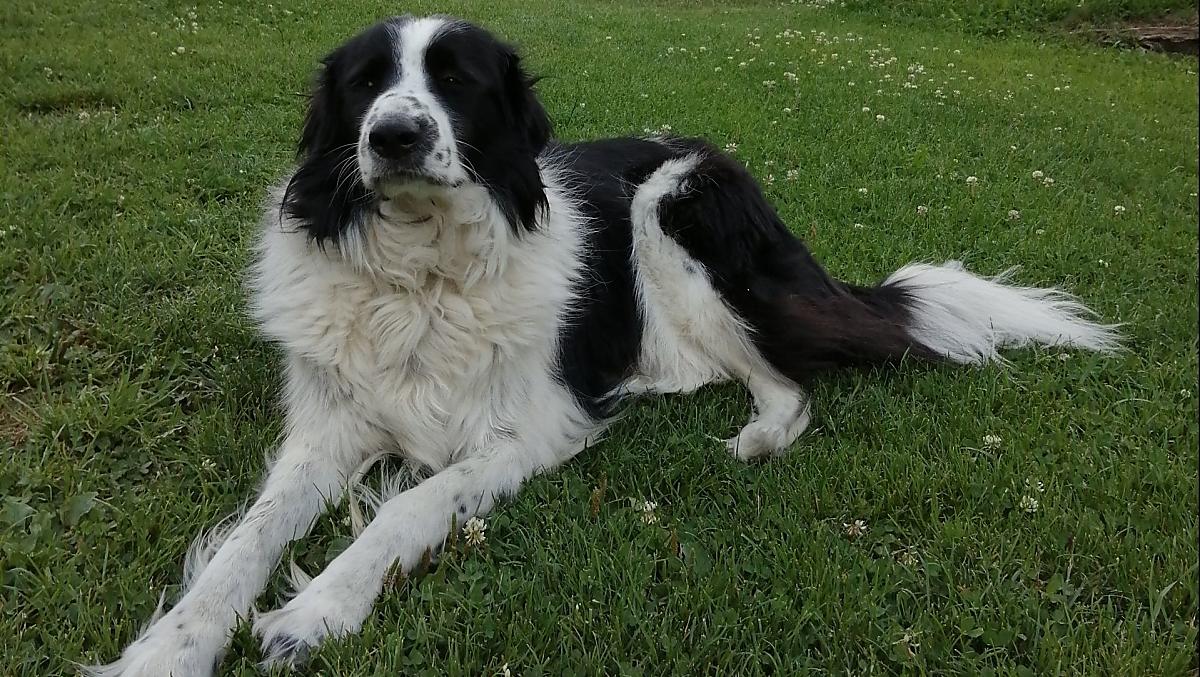 Il Cane Rocky