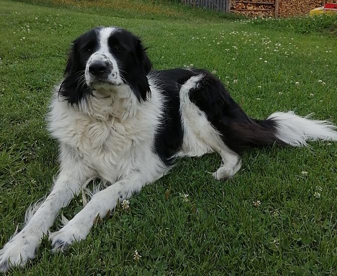 Il Cane Rocky