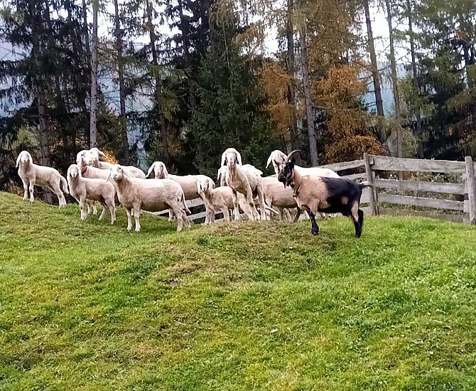 Ralserhof - Bildergalerie Photo
