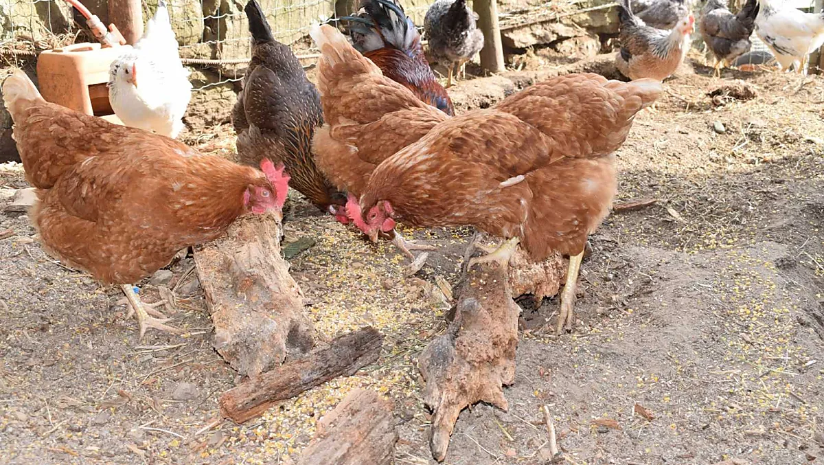 Galline