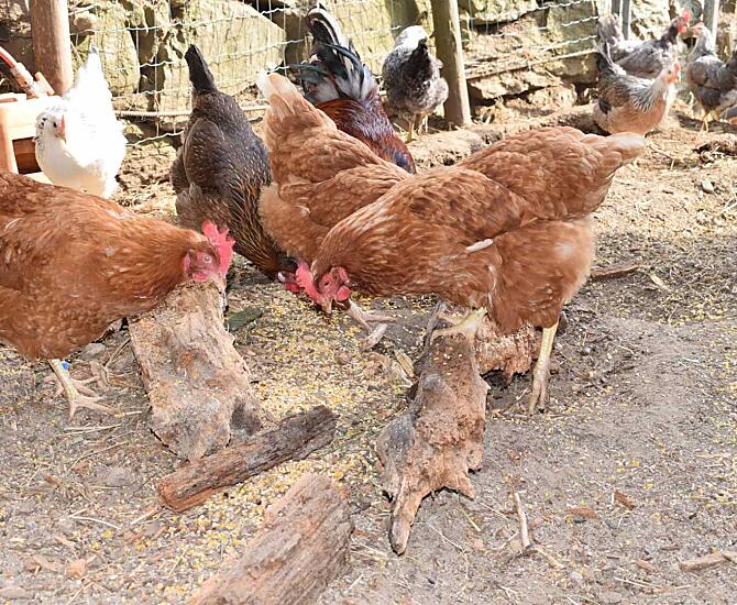 Galline