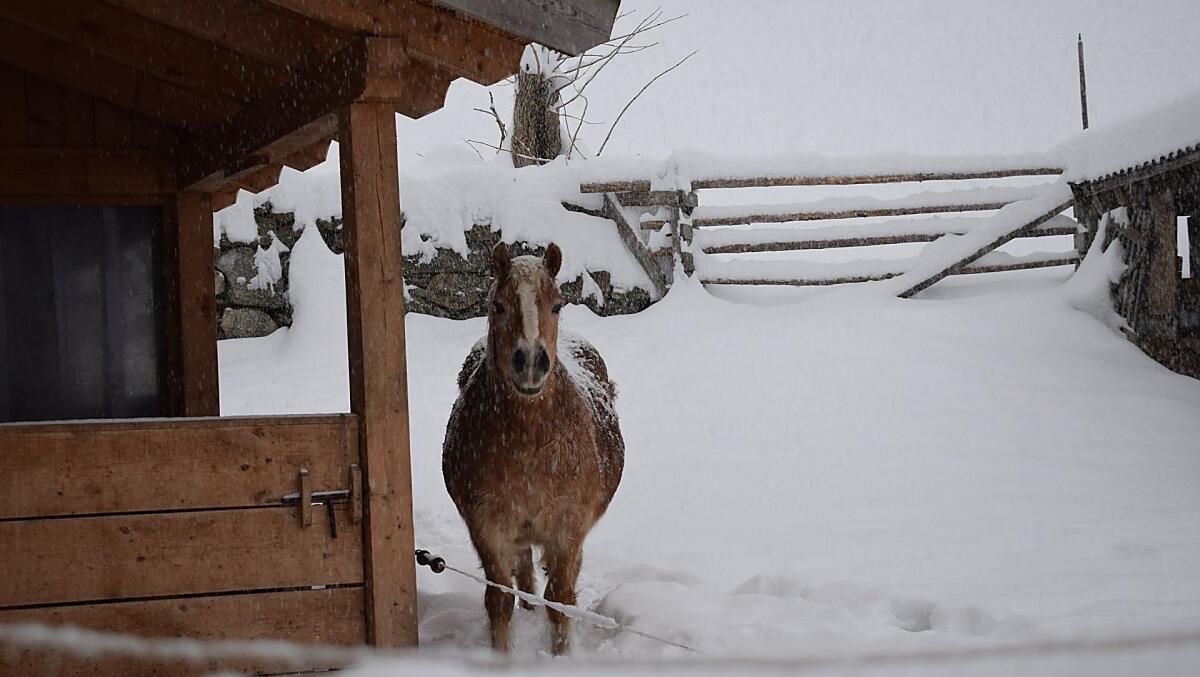 Conny si gode la neve