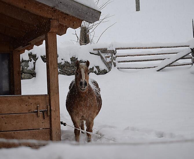 Conny si gode la neve