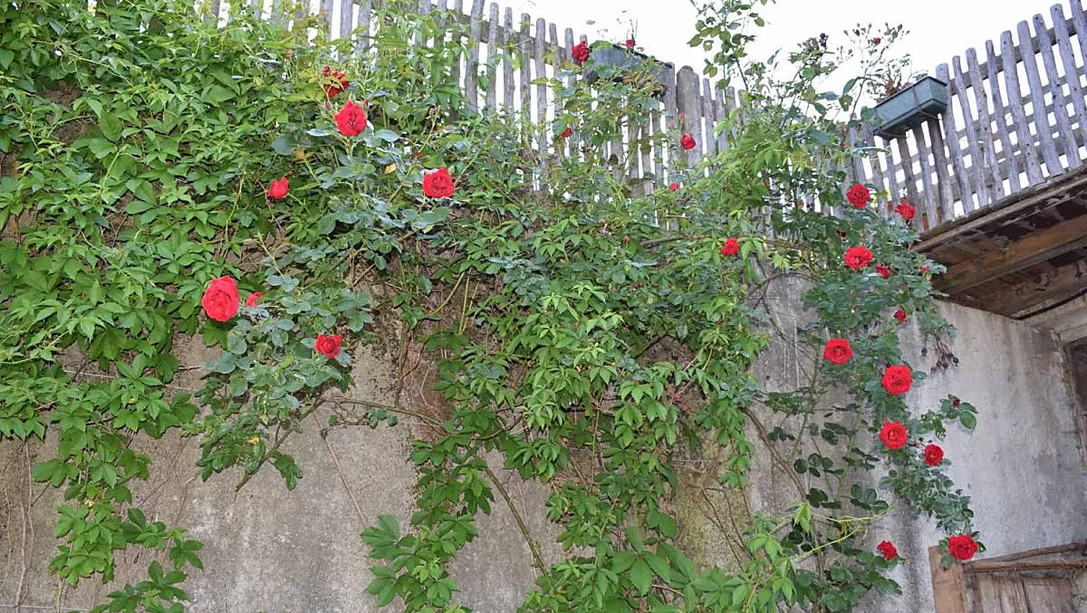Fiori di rosa al maso Marschalkhof