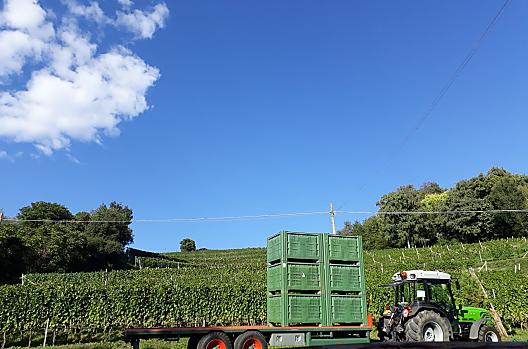 La raccolta dell'uva per la produzione del vino al maso Strasserhof