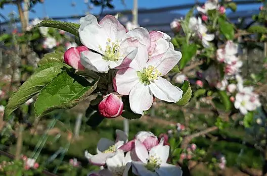 La fioritura dei meli è un'attrazione annuale che vale la pena di vedere in primavera. Nelle valli, i meli fioriscono già a fine marzo. 