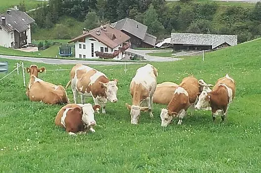 Tulperhof - Liste Photo