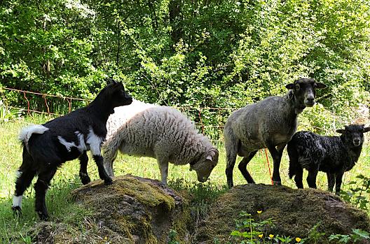 Lafogl - Liste Photo
