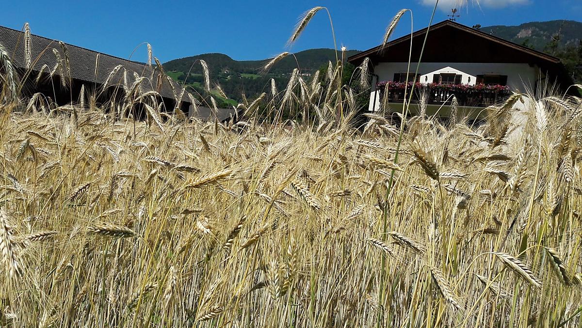 Lafogl - Bildergalerie Photo