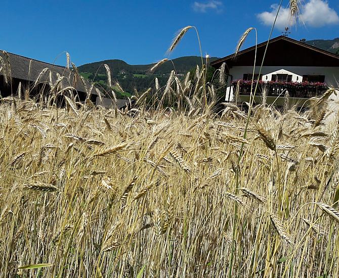 Lafogl - Bildergalerie Photo