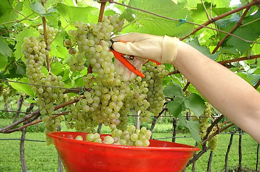 Vendemmia dello Chardonnay per l'azienda vinicola St. Michael. 