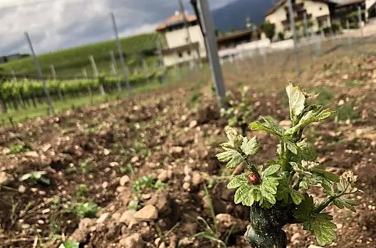 Sono state appena piantate giovani viti della varietà Gewürztraminer. 