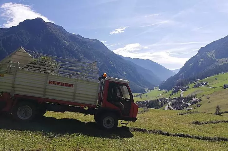Alla raccolta del fieno