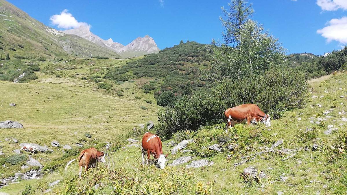 Le nostre mucche in alpeggio 