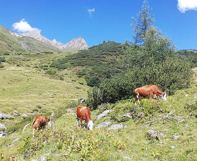 Le nostre mucche in alpeggio 