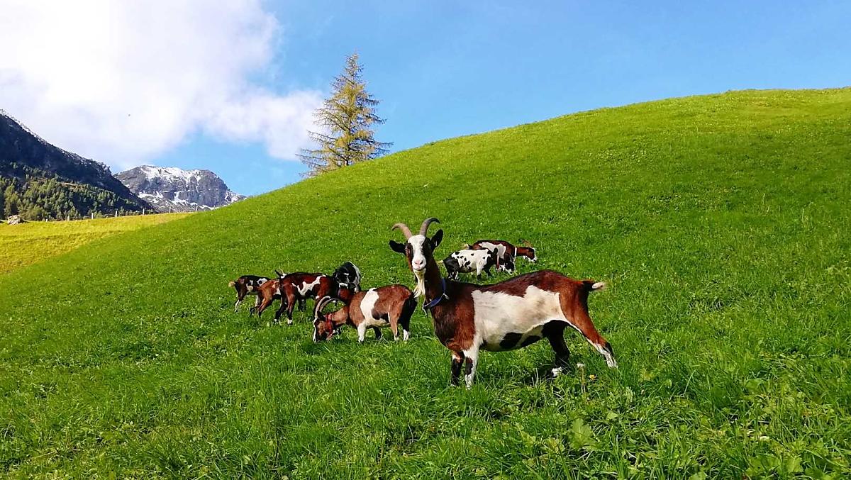 Le nostre capre Tauernschecken
