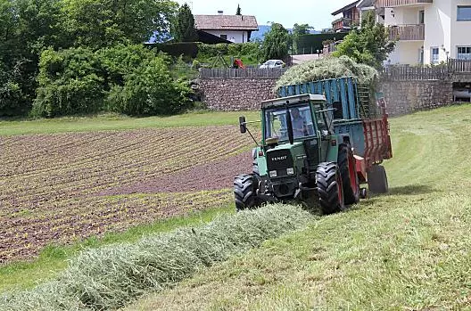 Lavori di fienagione al Wieserhof e sullo sfondo i germogli delle giovani piante di mais e il nostro campo di patate