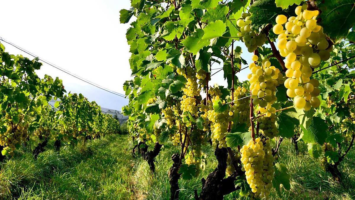 Uva matura per la vendemmia