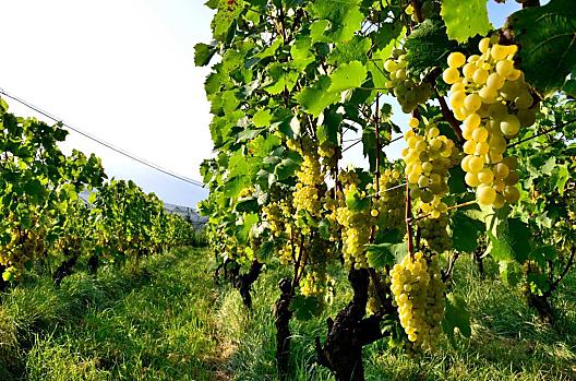 Uva matura per la vendemmia
