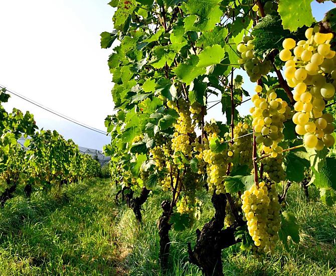 Uva matura per la vendemmia