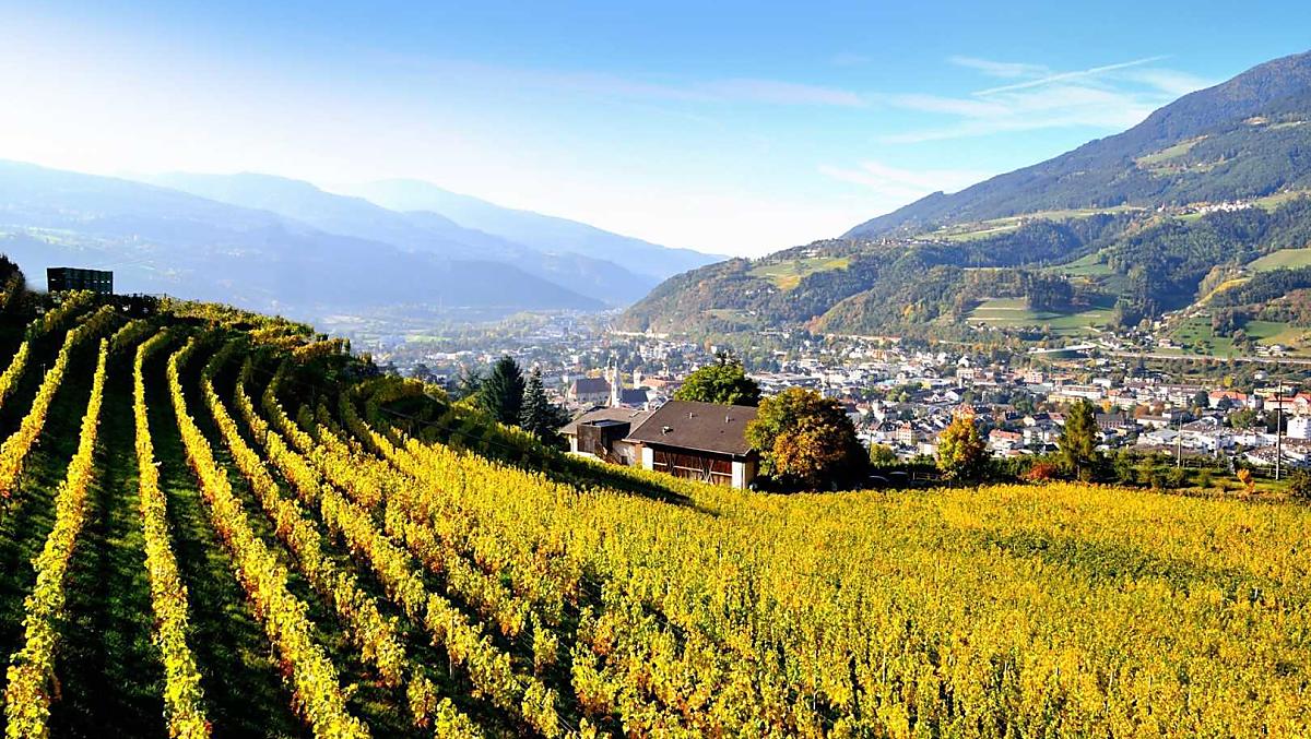 Vigneti d'autunno
