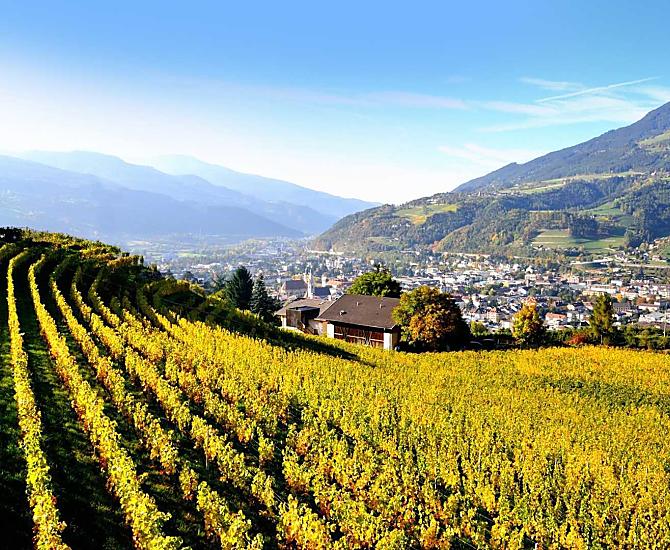 Vigneti d'autunno