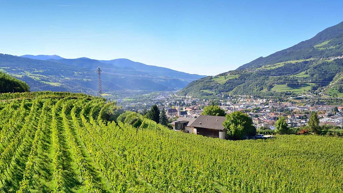Il vigneto del Mayrhof