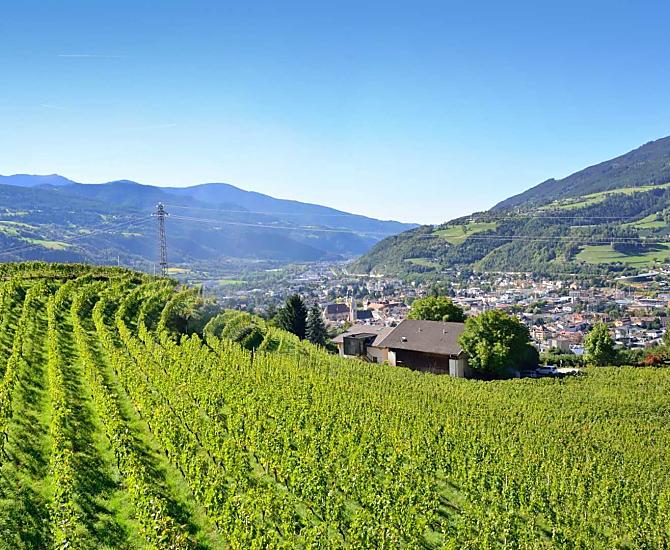 Il vigneto del Mayrhof