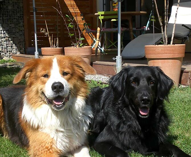 I cani del maso