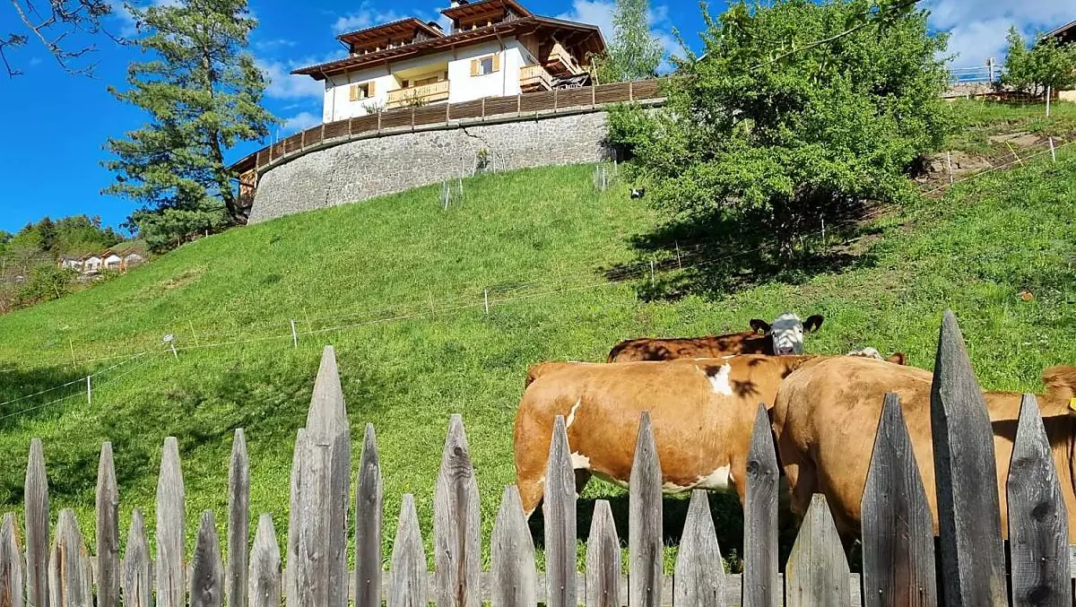 Animali nel prato