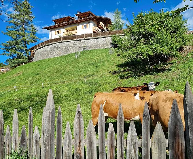Animali nel prato