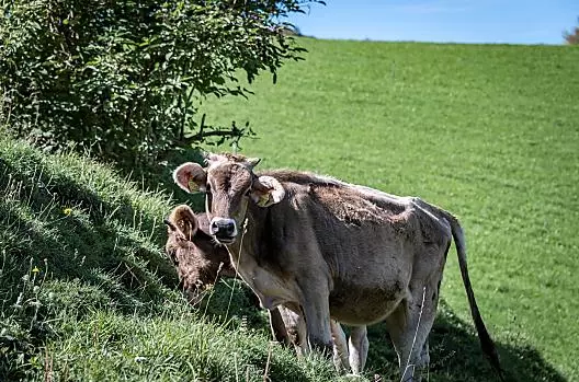 Foreser - Liste Photo