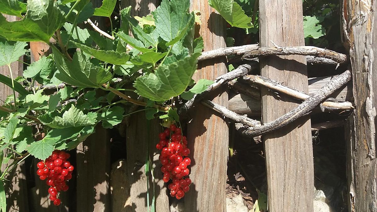 Frutti d'autunno
