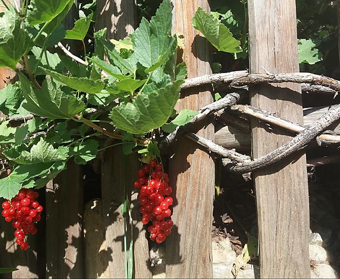 Frutti d'autunno