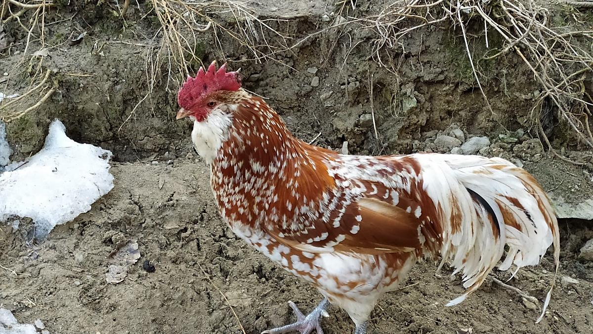 Il gallo del pollaio