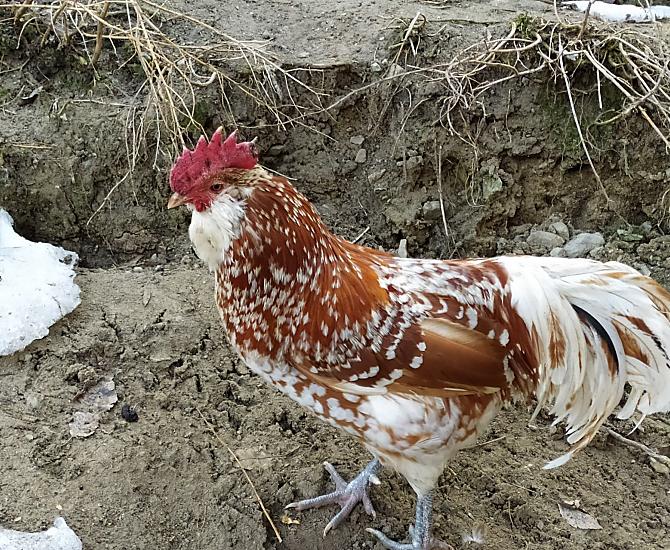 Il gallo del pollaio