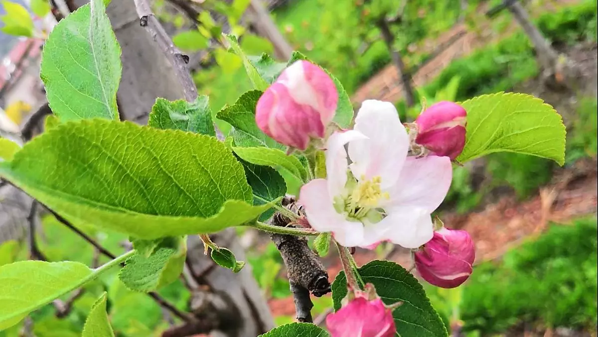 Fiori di melo