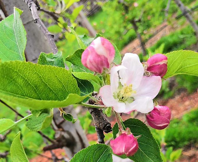 Fiori di melo