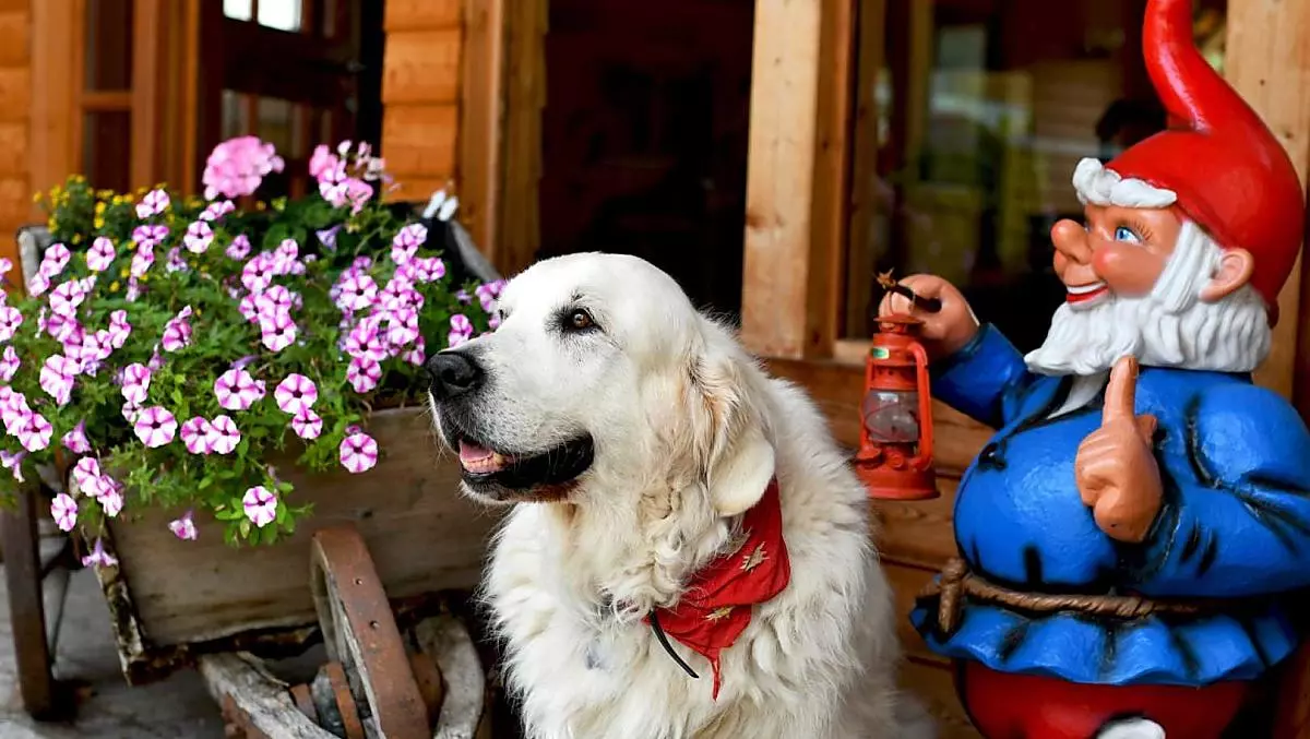 Jonny, il cane del maso