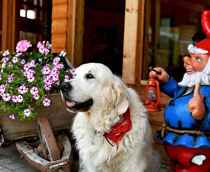 Jonny, il cane del maso