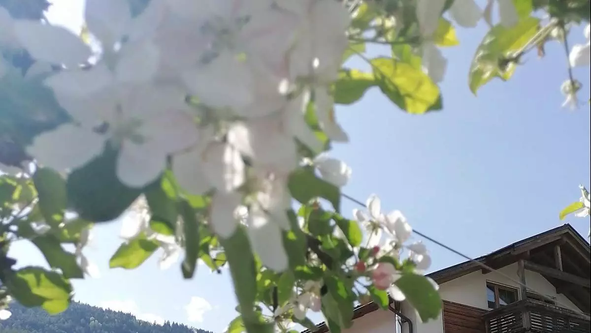 È ancora fresco al mattino e alla sera, ma a mezzogiorno c’è il sole e la temperatura è mite: così si presentano le giornate di primavera qui in Valle Isarco.