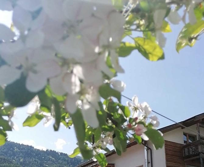 È ancora fresco al mattino e alla sera, ma a mezzogiorno c’è il sole e la temperatura è mite: così si presentano le giornate di primavera qui in Valle Isarco.