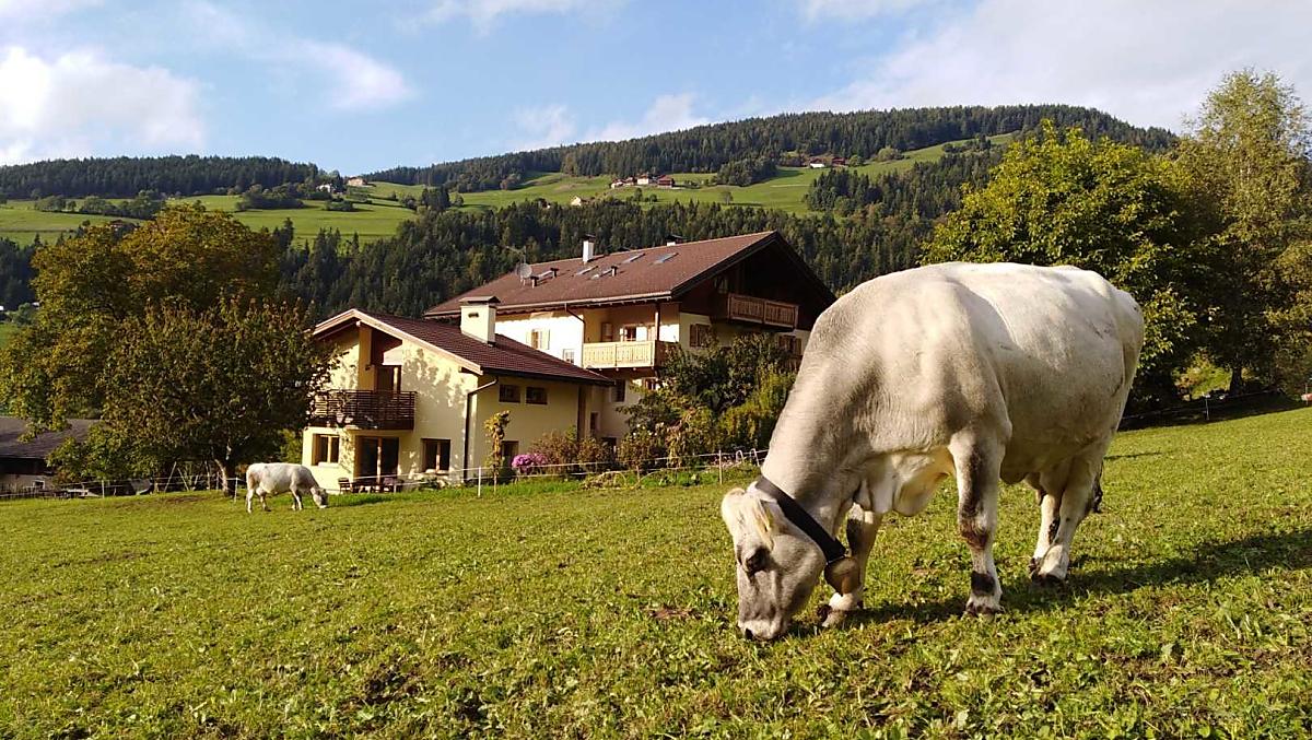Mutterkuh auf der Herbstweide