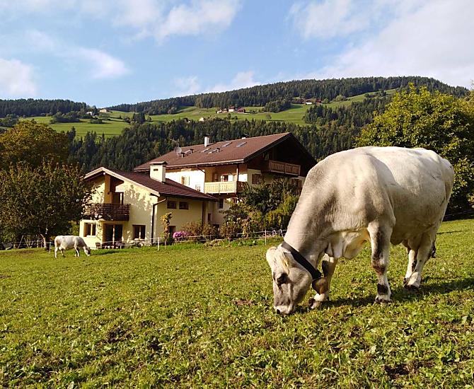 Mutterkuh auf der Herbstweide