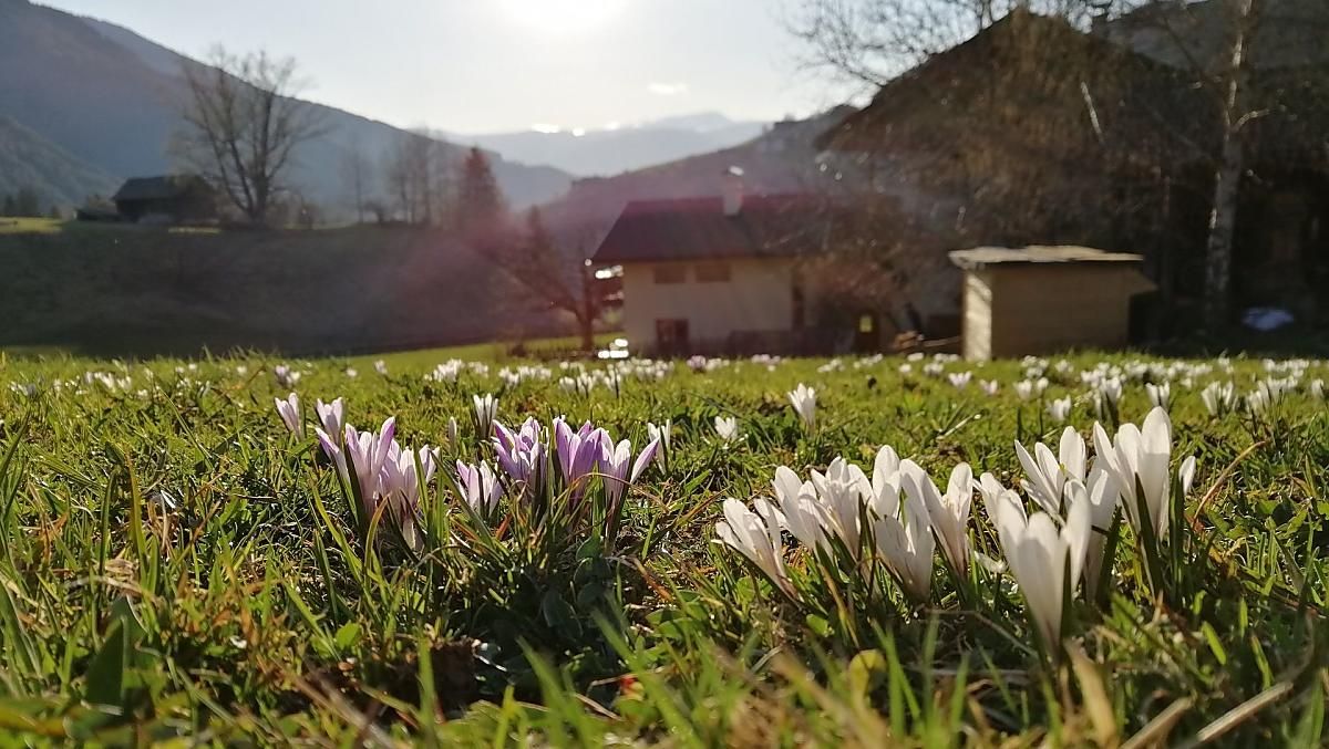 Primi fiori di primavera nel periodo pasquale