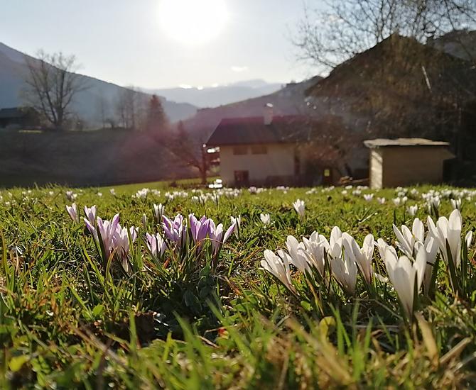 Primi fiori di primavera nel periodo pasquale