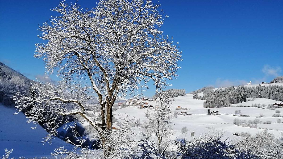 Neve fresca sul vecchio noce