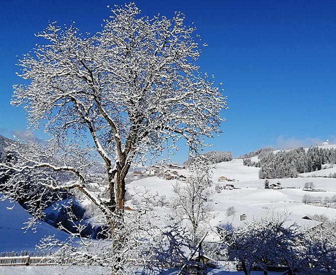 Neve fresca sul vecchio noce